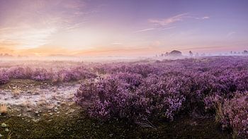 Paarse heide Loonse en Drunense duinen