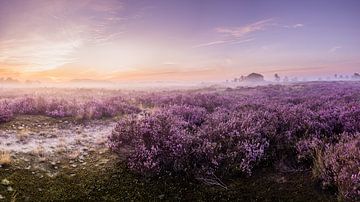 Paarse heide Loonse en Drunense duinen van Boris Van Berkel