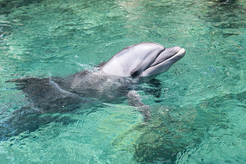 een dolfijn zwemt in de zee bij eilat van ChrisWillemsen