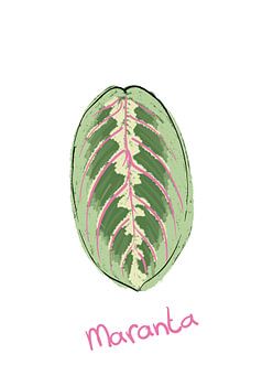 Leaf Maranta - Series 'Flora