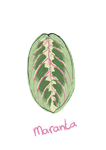 Blad Maranta - Series 'Flora'