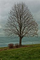 Enige kale boom in de winter langs het Michigan meer in Chicago
