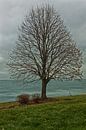 Enige kale boom in de winter langs het Michigan meer in Chicago van Mohamed Abdelrazek thumbnail