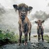 Schotse Hooglanders van Kevin Baarda