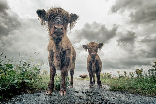Scottish Highlanders cow