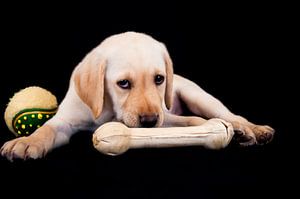 chiot labrador blond sur Annelies Cranendonk