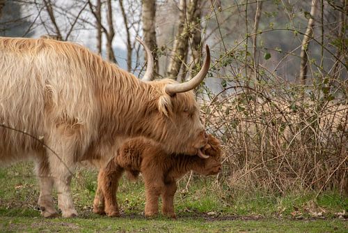 Schottische Highlanderin kümmert sich um ihr Kind