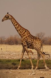 Giraffe op de steppe von Erna Haarsma-Hoogterp