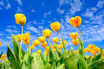 Tulpen auf einem Feld an einem schönen Frühlingstag von Sjoerd van der Wal