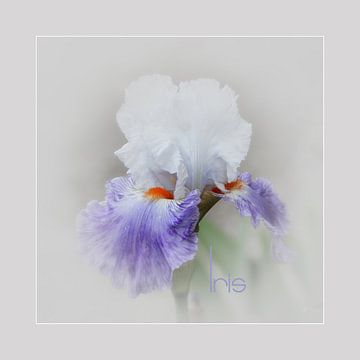 Iris -1  von Yvonne Blokland