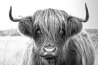 black and white Scottish highlander portrait