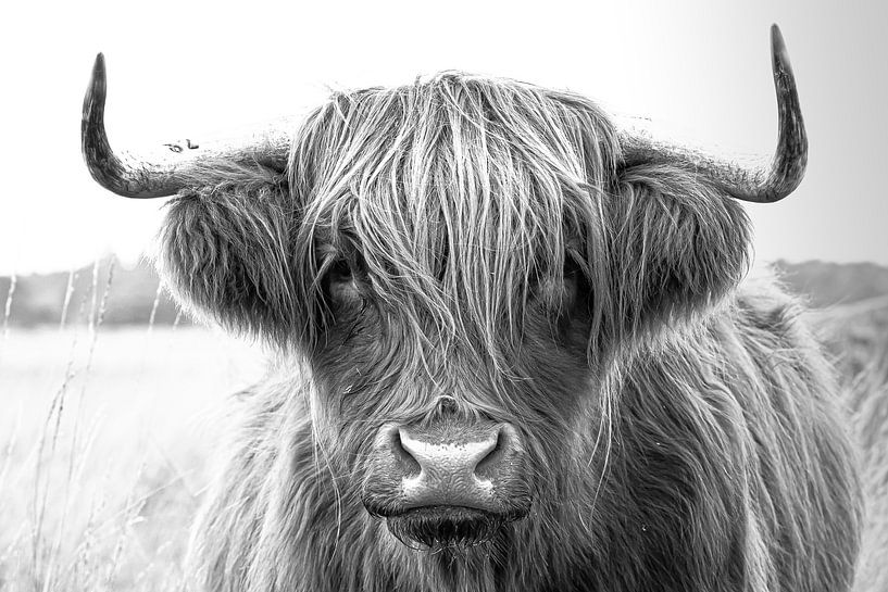 zwart witte schotse hooglander portret van M. B. fotografie