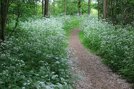 Weg durch die Kuhpetersilie von Patrick Riemens