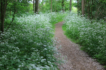 Chemin à travers le persil à vache