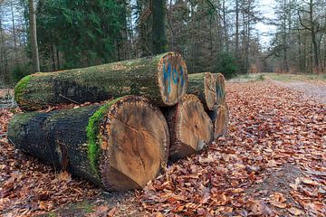 Baumstämme liegen entlang eines Waldweges in Drenthe