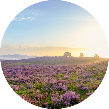 Zonsopkomst boven de bloeiende heide panorama van Sjoerd van der Wal Fotografie