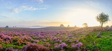 Zonsopkomst boven de bloeiende heide panorama