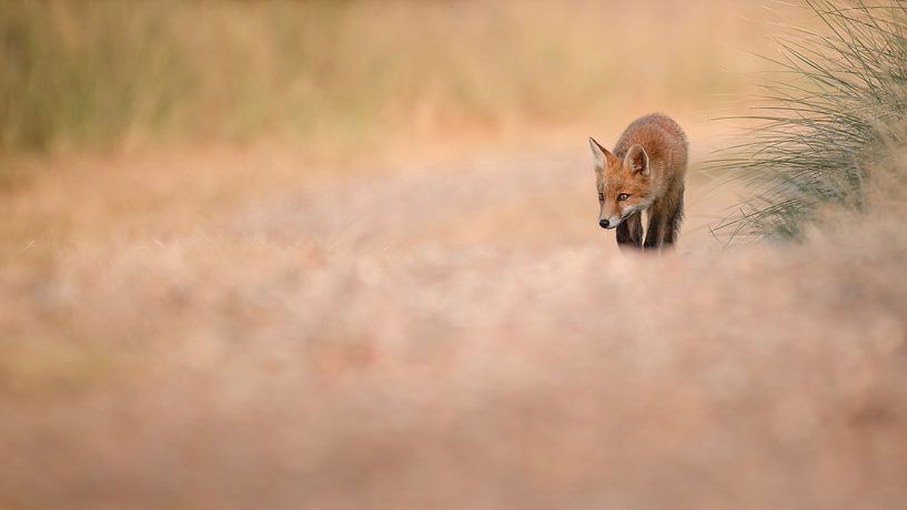 Fuchs von Elles Rijsdijk