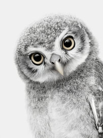 Flauschiges Eulenküken mit großen Augen – Tierkunst in Schwarzweiß