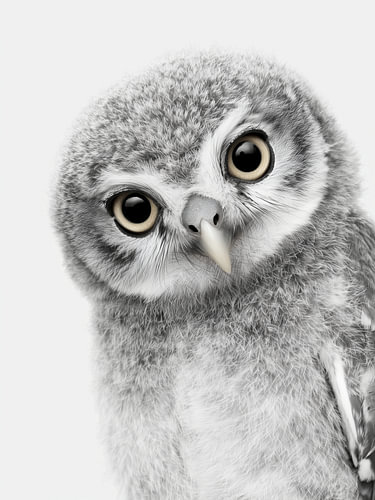 Flauschiges Eulenküken mit großen Augen – Tierkunst in Schwarzweiß