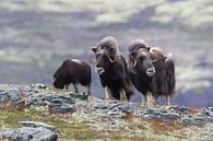 Muskusos in Dovrefjell nationaal park, in de natuurlijke habitat, Noorwegen van Frank Fichtmüller thumbnail