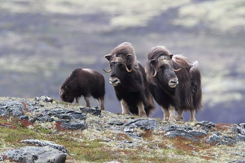 Muskusos in Dovrefjell nationaal park, in de natuurlijke habitat, Noorwegen
