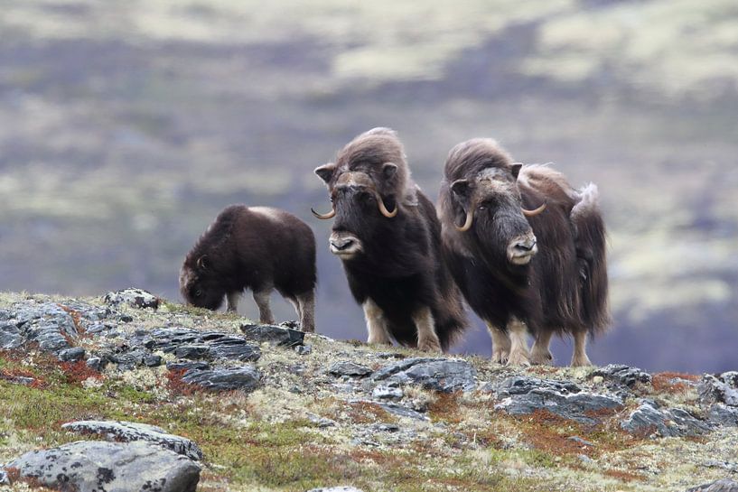 Muskusos in Dovrefjell nationaal park, in de natuurlijke habitat, Noorwegen van Frank Fichtmüller