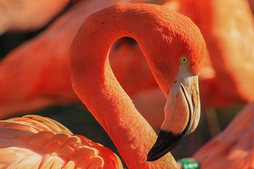 Pink Feathers by Chey's Photography