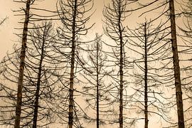 Bare Silence by Alexander Aboud