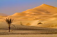 Dune de sable dans le Sahara par Easycopters Aperçu