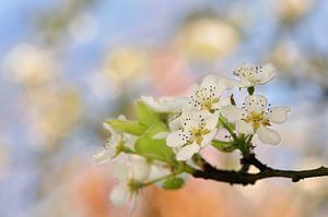 Birnenblüte II