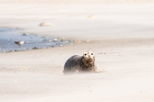 seal on beach