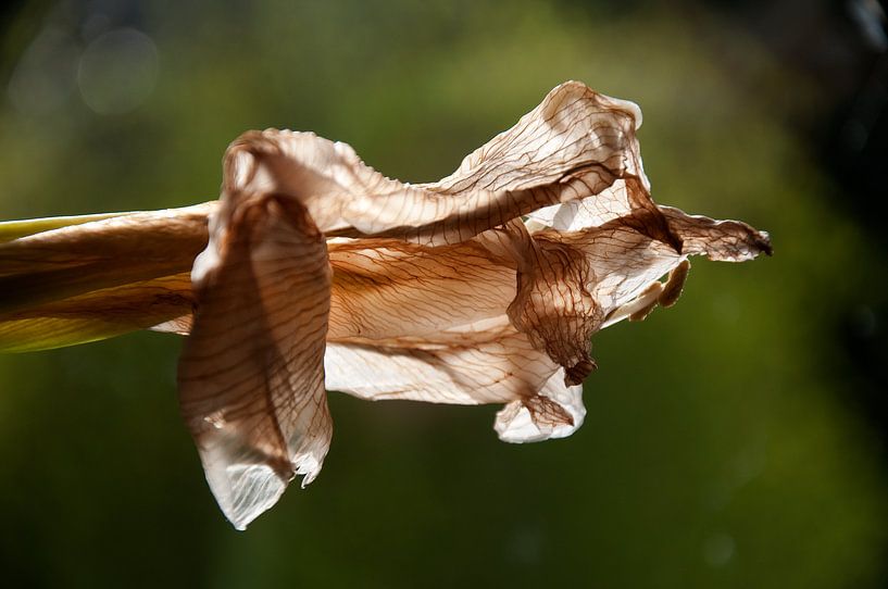 Amarillis in decline by Hans Staphorst