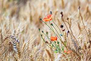 Wilder Mohn mit Disteln in einem Kornfeld