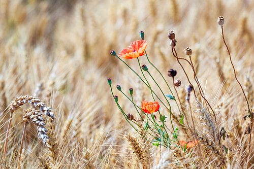 Wild Poppy with thistles in a cornfield