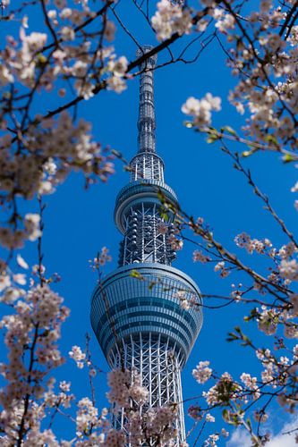 Tokyo Sky Tree