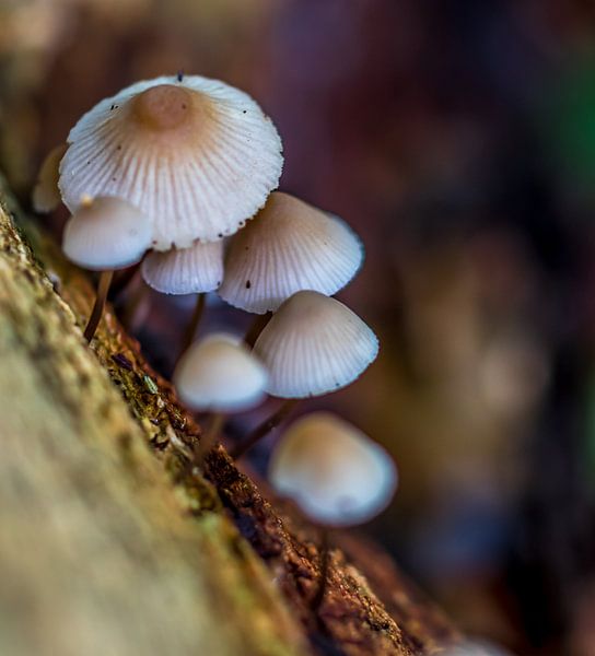 Champignon 4 von peterheinspictures