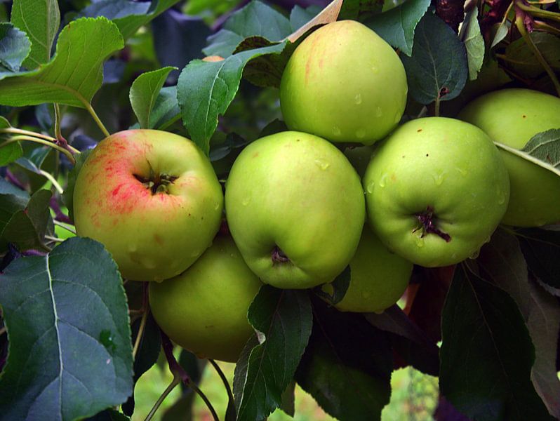 Appeloogst 1 van Edgar Schermaul