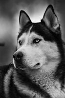 Husky Igor 5 zwart wit