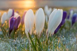 Crocuses during a cold sunrise