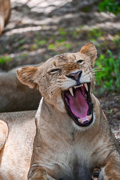 Roaring Lioness Tanzania by Amanda Romijn