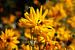 Blühender Gelber Sonnenhut (Rudbeckia), Blumen, Deutschland von Torsten Krüger