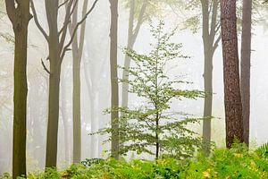 Nebliger Wald