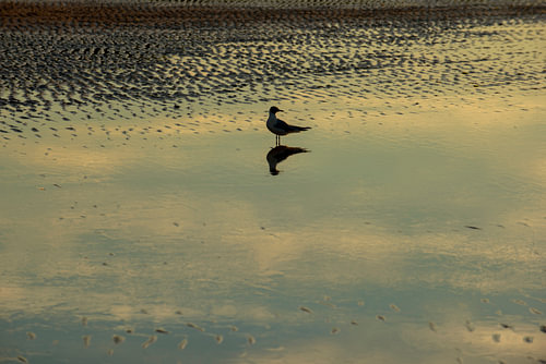 Une mouette au crépuscule, à marée descendante, avec des ondulations à la surface de la mer