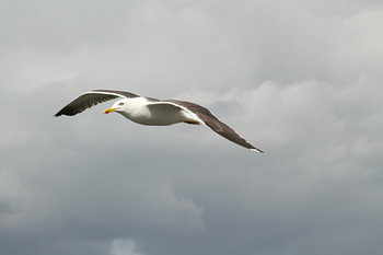 Seagull