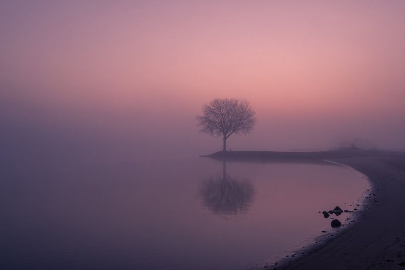Tree on groyne by Moetwil en van Dijk - Fotografie