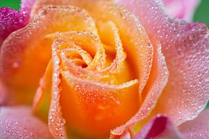 Orange-rosa Rose mit Morgentau