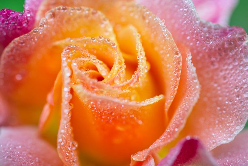 Oranje Roze Roos met Ochtenddauw van Iris Holzer Richardson