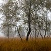 Autumn Birches sur William Mevissen