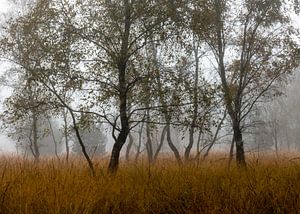Autumn Birches